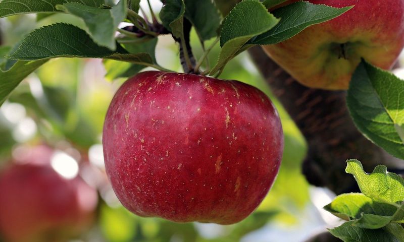 SolEtFruits-Pomme SolEtFruits-Pomme